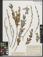 Foto von Salix repens L.